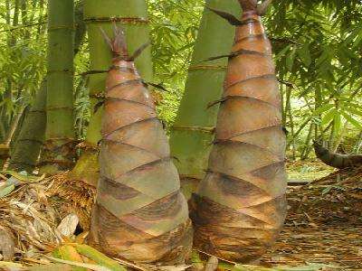 竹笋最著名的诗句,竹笋的诗句古诗带赏析