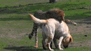 狗狗真是一种神奇的动物,狗狗是什么科的动物