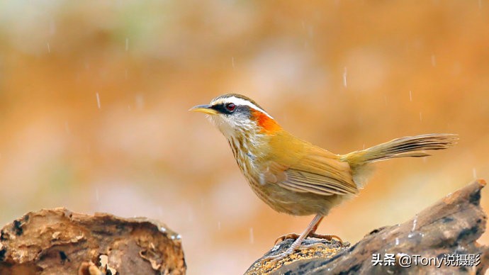 摄影拍鸟如何拍出白色羽毛的细节,如何拍鸟这些鸟类摄影技巧要学会