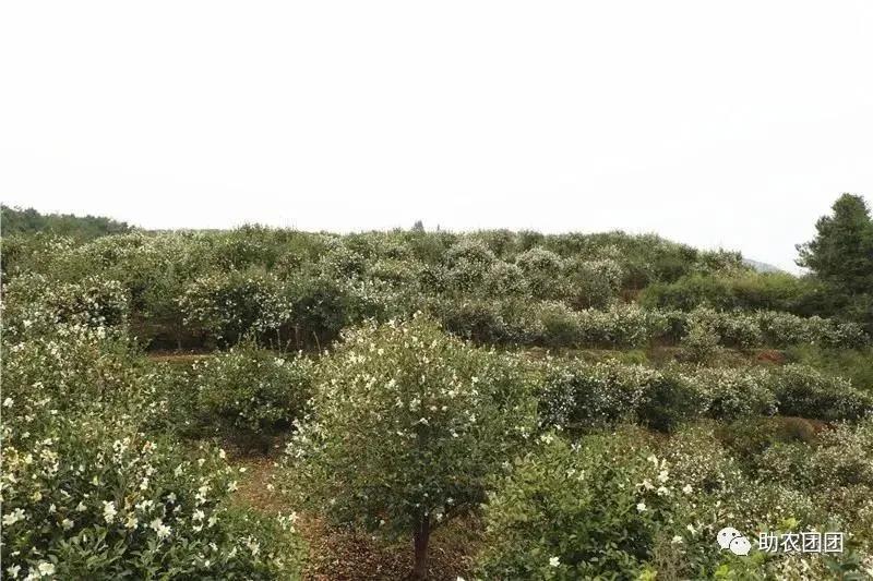 贵州助农团团最新视频,助农团团直播带货