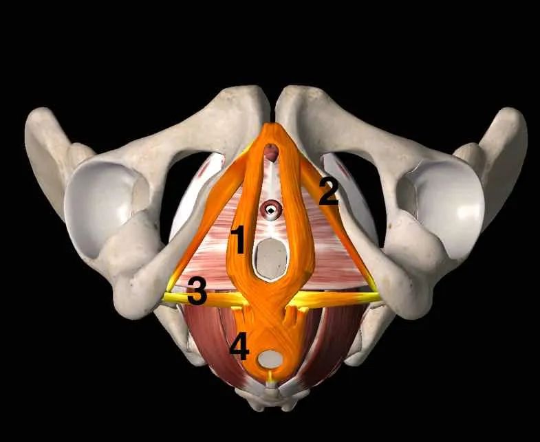 产后漏尿难言之隐,孕后漏尿需要多久可以改善