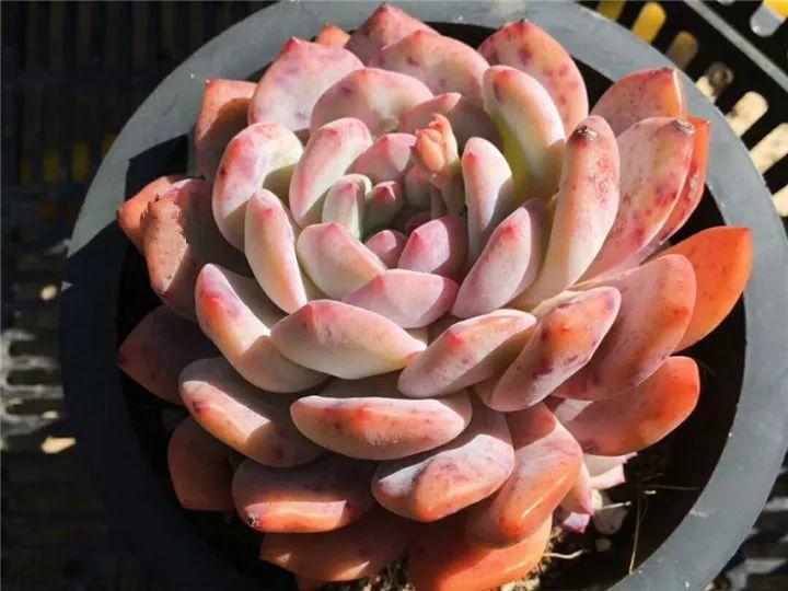 什么多肉夏天也可以继续生长,教你十大多肉养护技巧