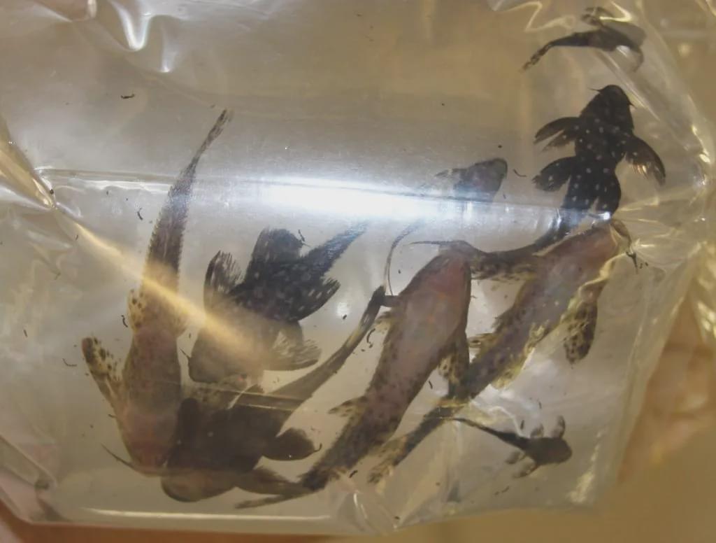 澳洲入境被遣返流程,澳洲三年不准入境禁令怎么解除