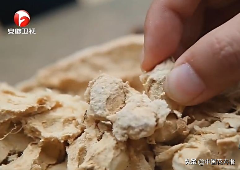 从小就觉得面包树上结的是“面包”？你只差一个亲眼看看的机会