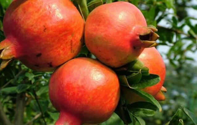 软石榴籽的营养,石榴有什么营养