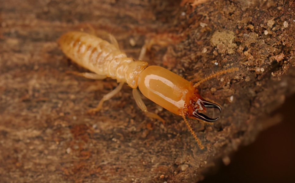 广州上门白蚁防治哪家便宜,广州上门白蚁防治哪家划算