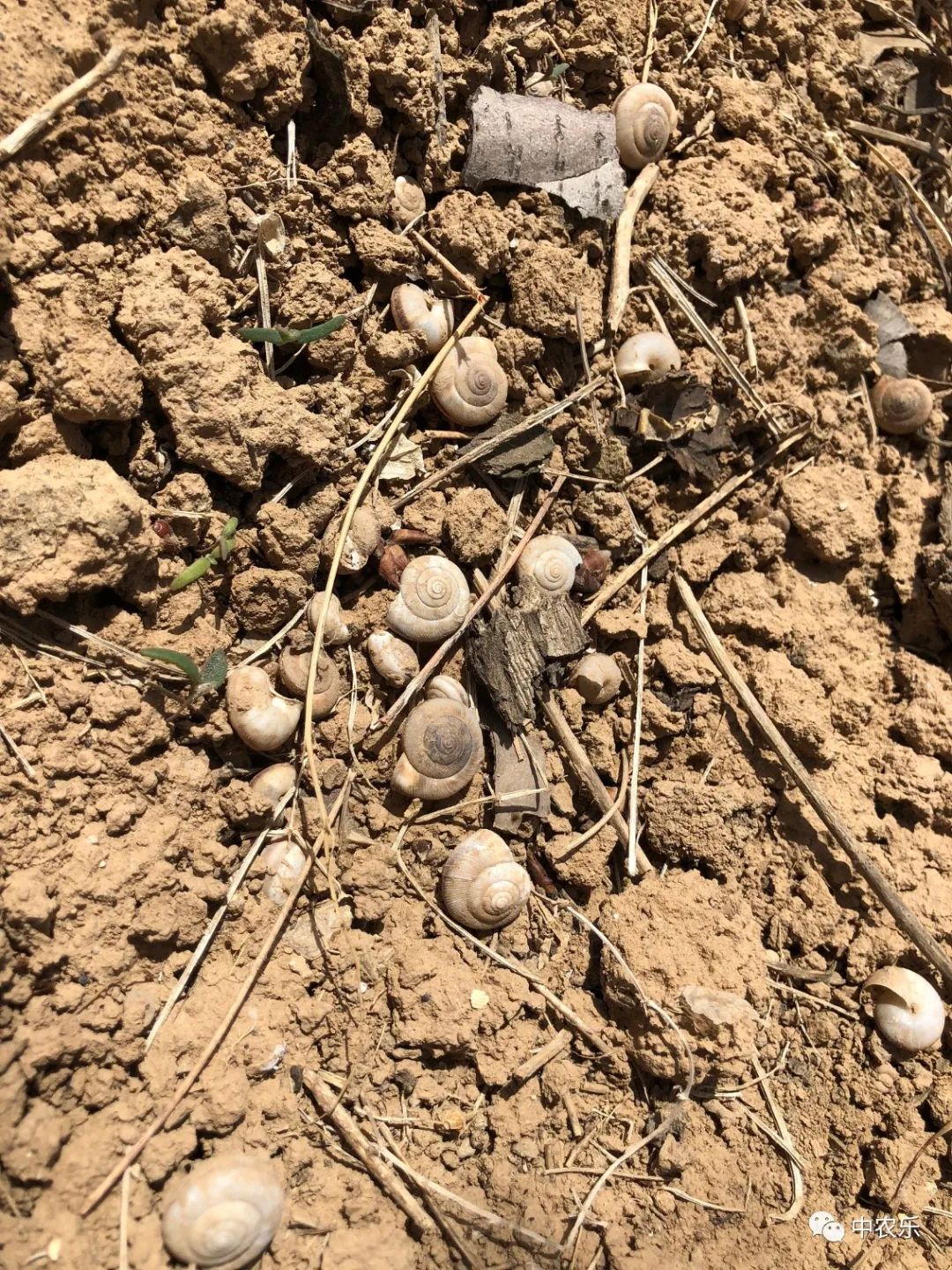 蜗牛怎样防治用什么药防治,蜗牛怎样防治有什么好办法