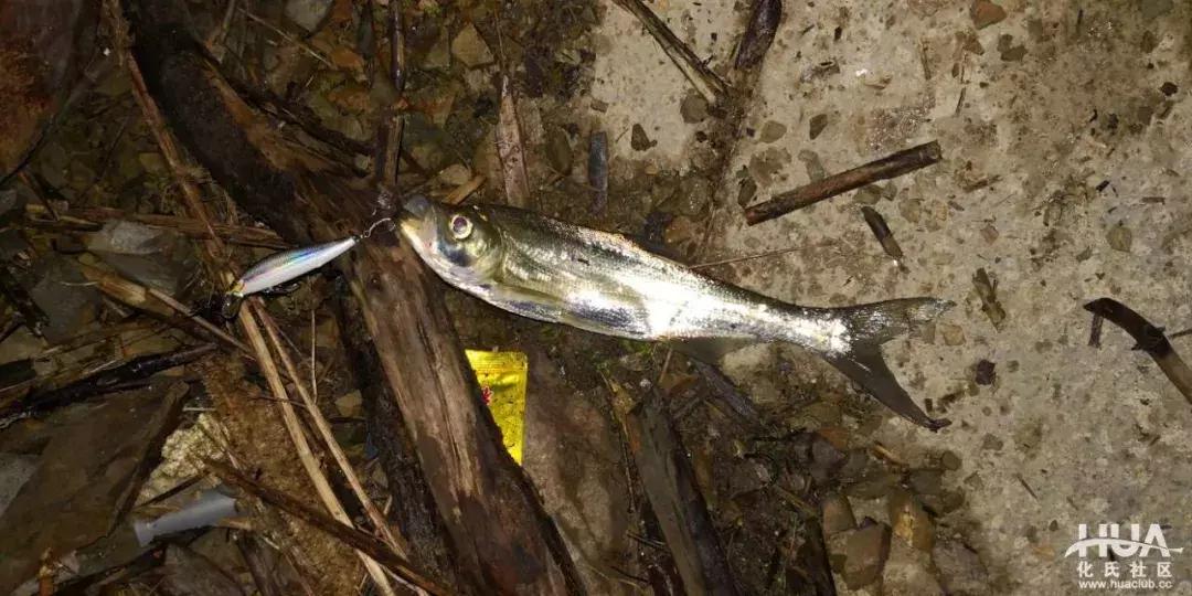 空钩钓上来鱼有什么寓意,路亚空钩上鱼