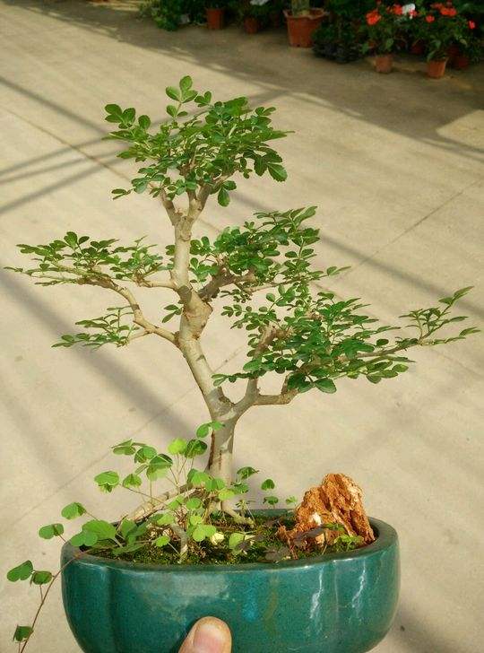 白蜡盆景有什么作用与功效,家养盆景坏处