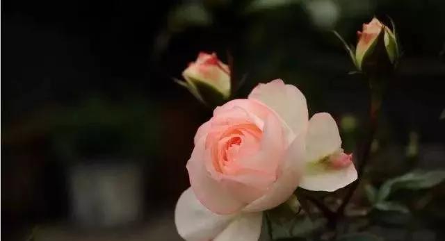 每天学习一点点花卉,100种常见玫瑰品种