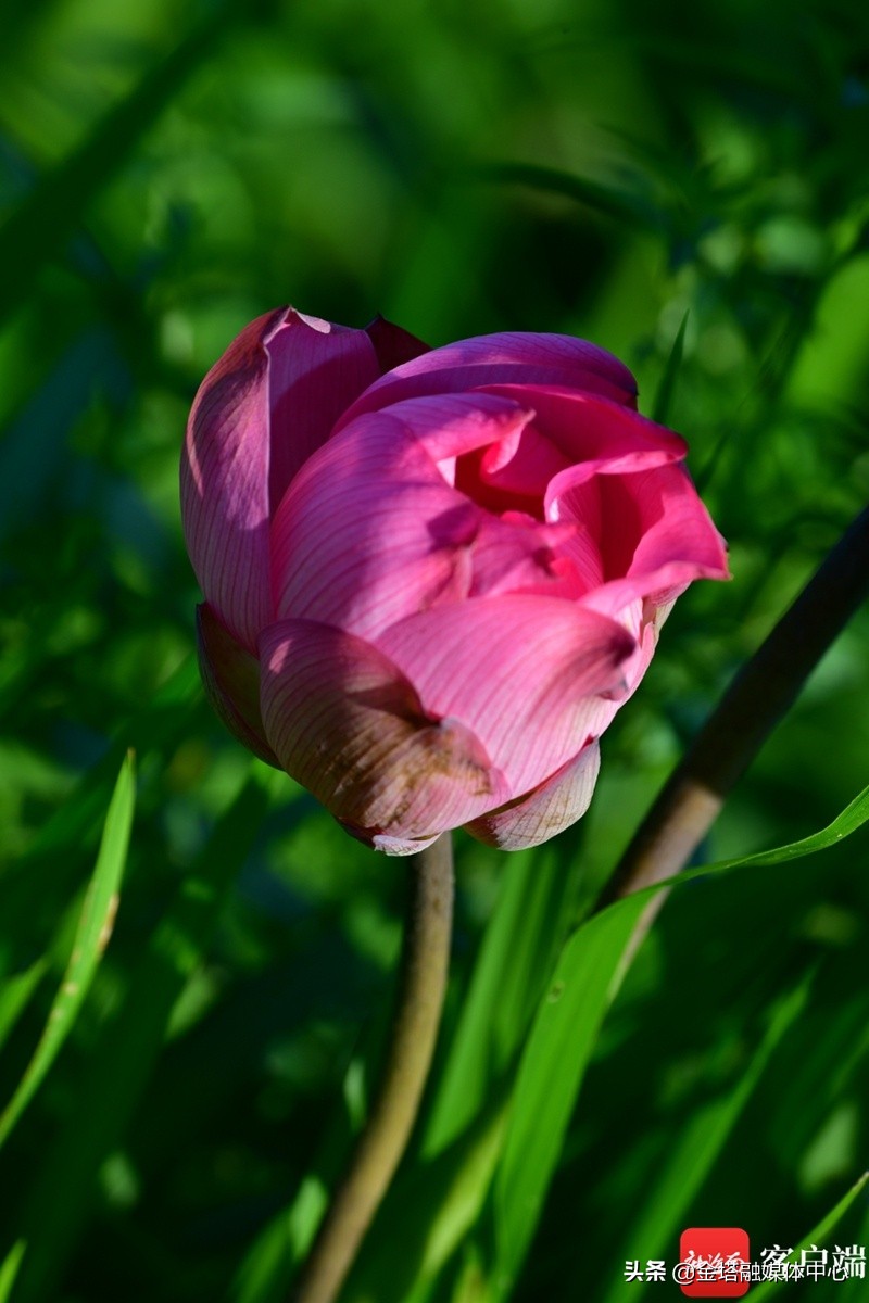 海口五源河湿地公园,海南海口五源河国家湿地公园
