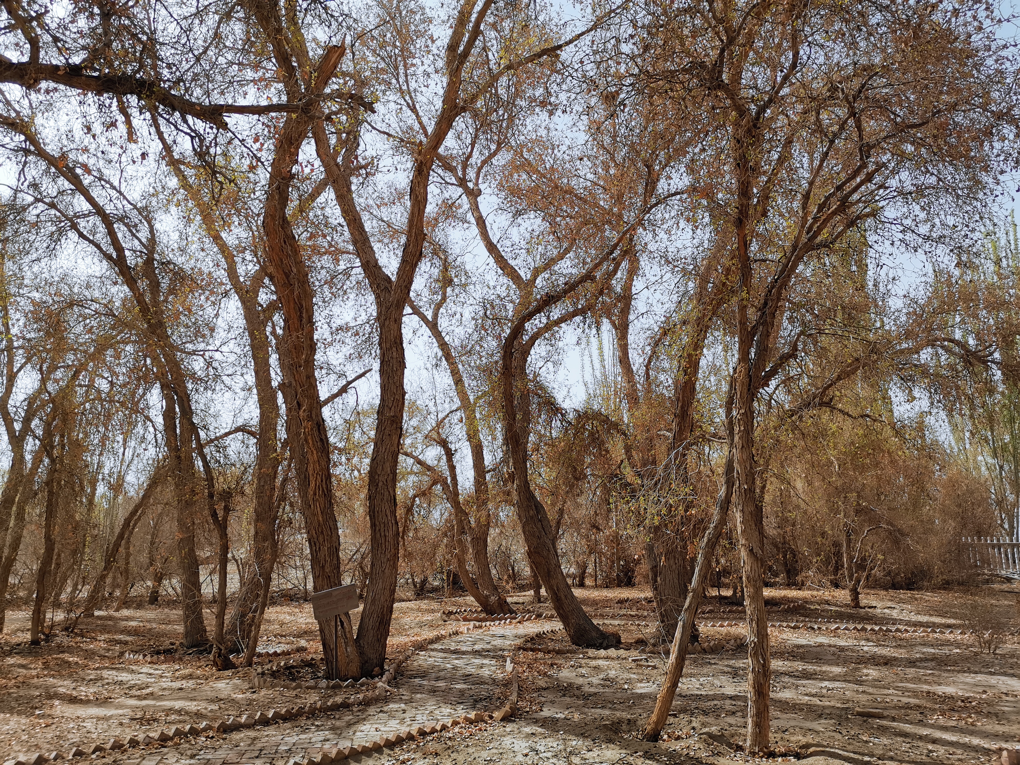 新疆的千年胡杨树,新疆千年胡杨林胡杨王