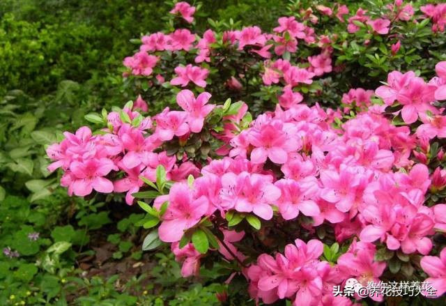 快死的杜鹃花还能救活吗,杜鹃花刚栽活就掉叶子怎么办