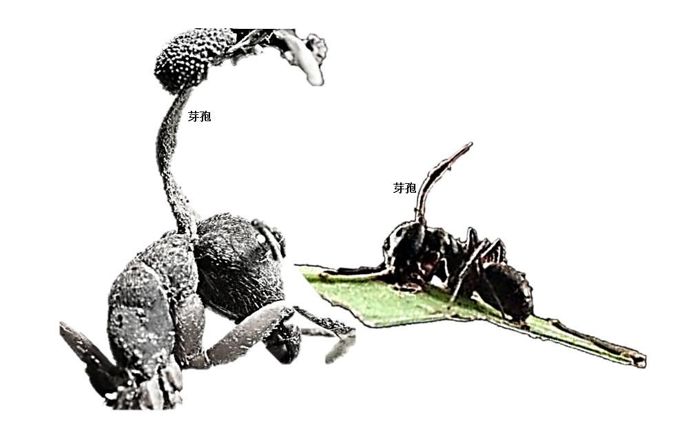 毒液共生体存在吗,现实里的毒液共生体