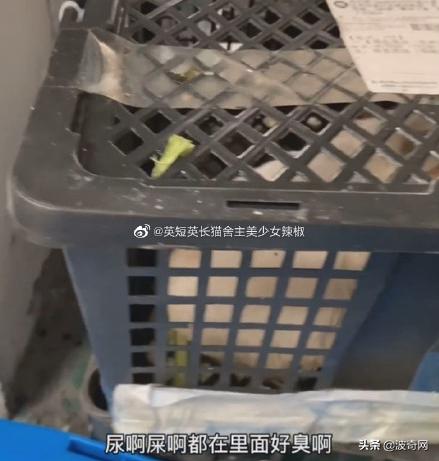 活体宠物塞入“盲盒”，拆开后是狗狗尸体！卖家：玩不起别买