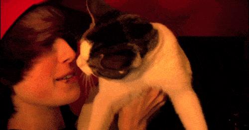 猫咪喜欢铲屎官是怎么回事,猫咪铲屎官要知道的知识