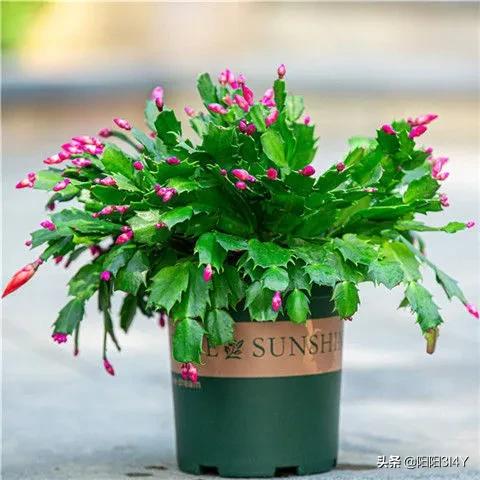 嫁接过后的蟹爪兰叶片打蔫,蟹爪兰扦插的叶片打蔫怎么办