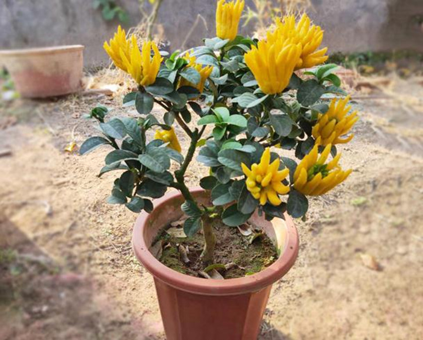 果中仙品佛手,果中鲜精品水果