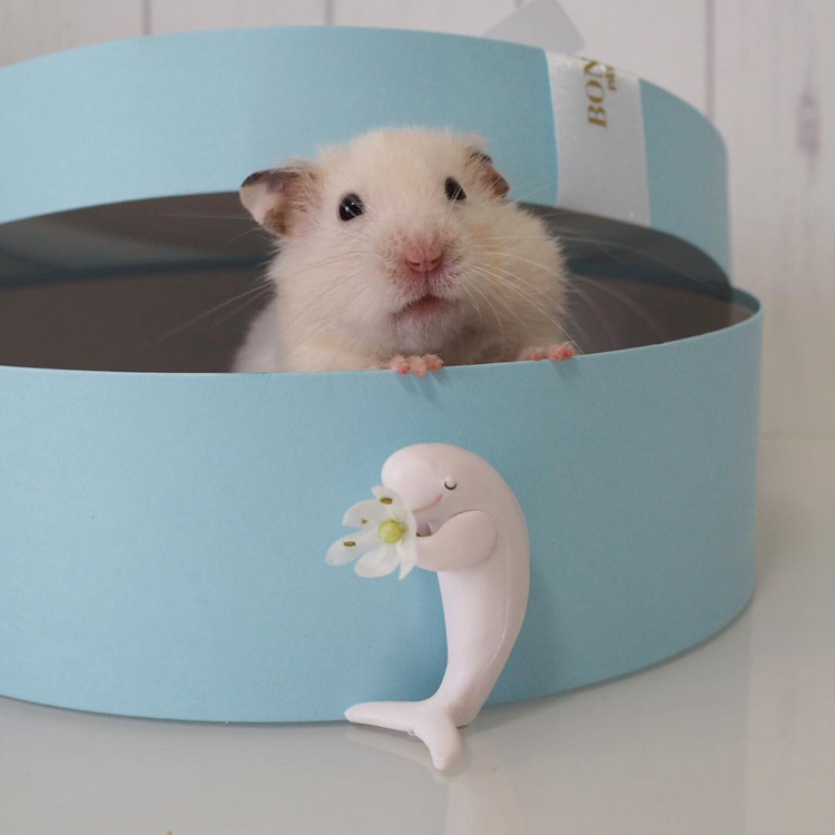 仓鼠爱上肥宅快乐水，喝了一口后还想喝，此时主人果断拒绝了