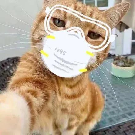 春节回家家里的猫咪怎么办,春节期间猫咪留守怎么办