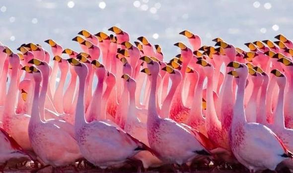 世界上粉色海滩,世界上的粉色沙滩在哪