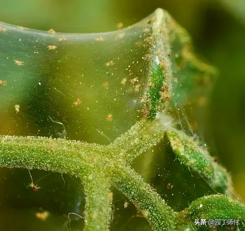 月季上长了红蜘蛛不要怕，教你两种方法轻松应对