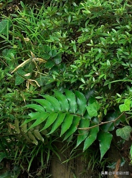 尼康和佳能全画幅怎么选,尼康18-135全画幅