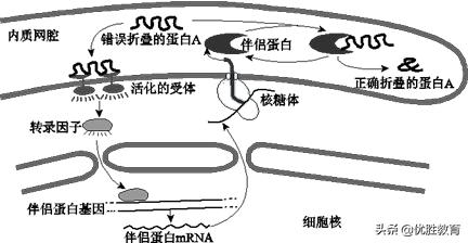 生物高考细胞膜知识点,细胞膜高考知识点