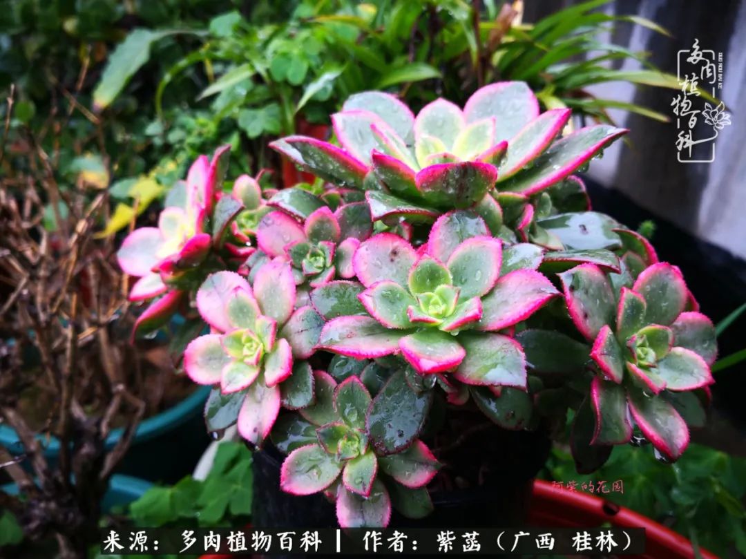 如何在夏天买的多肉度夏,多肉度夏好帮手