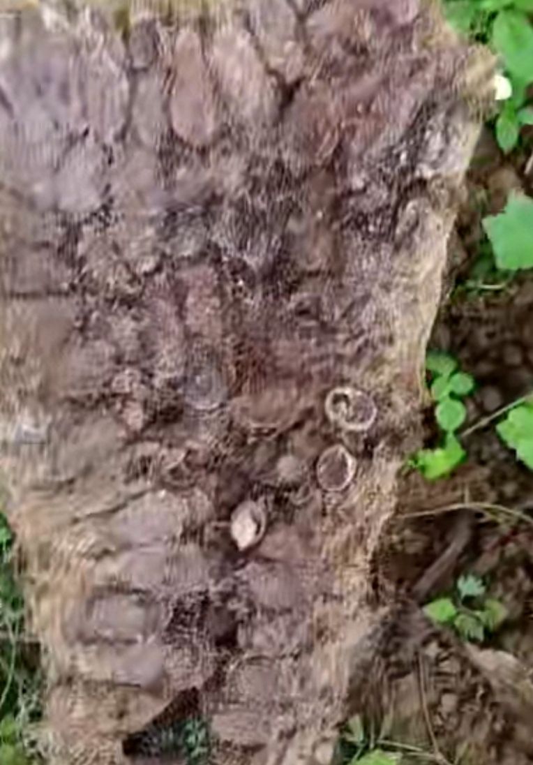 奇奇怪怪的美食零食,奇奇怪怪的美食图文