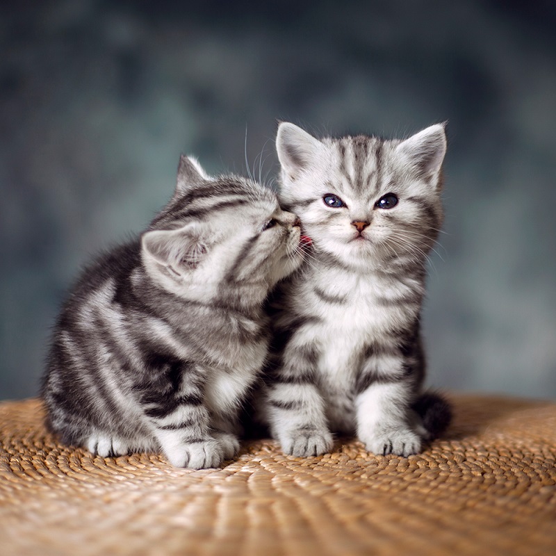 美短虎斑猫咪的品种,美国短毛猫虎斑价格