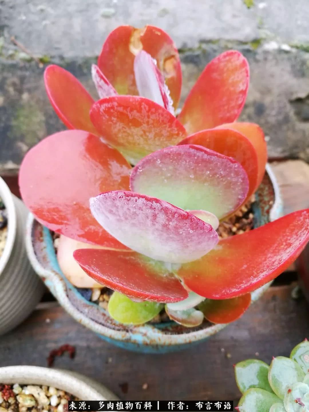 从多肉上感悟人生,多肉的真实生活感悟