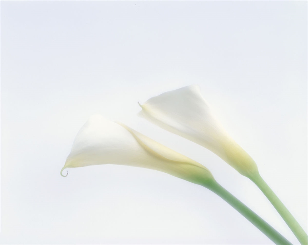 马蹄莲养殖方法与注意事项,马蹄莲的养殖技术和管理方法视频