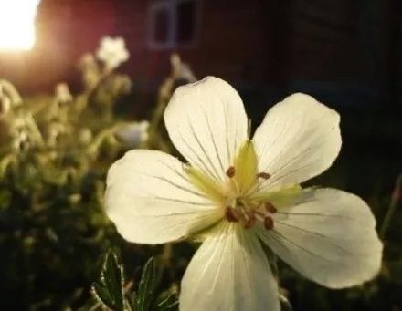 腾讯面试题：微信抢红包算法详解