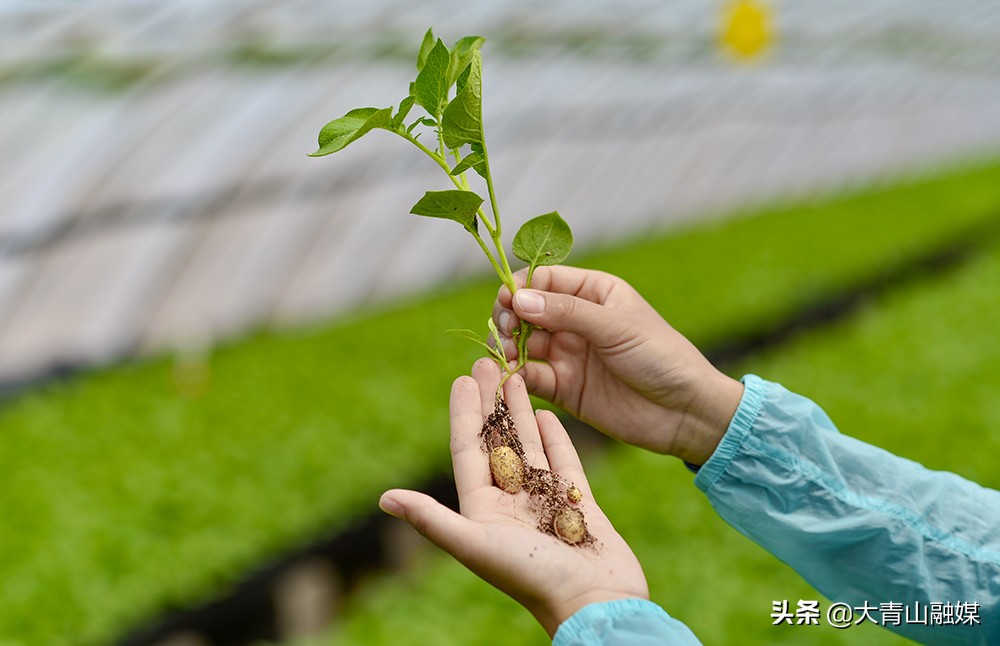 内蒙古乌兰察布市马铃薯种植过程,乌兰察布马铃薯种植基地联系方式