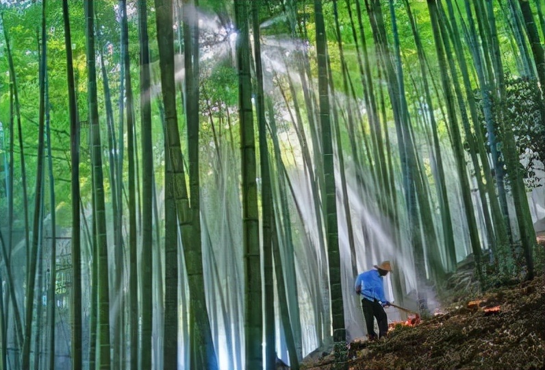 斑布竹浆本色大盘纸,斑布本色竹浆纸