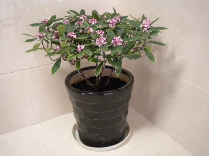 人养花花,人养花花养人哪些花养人