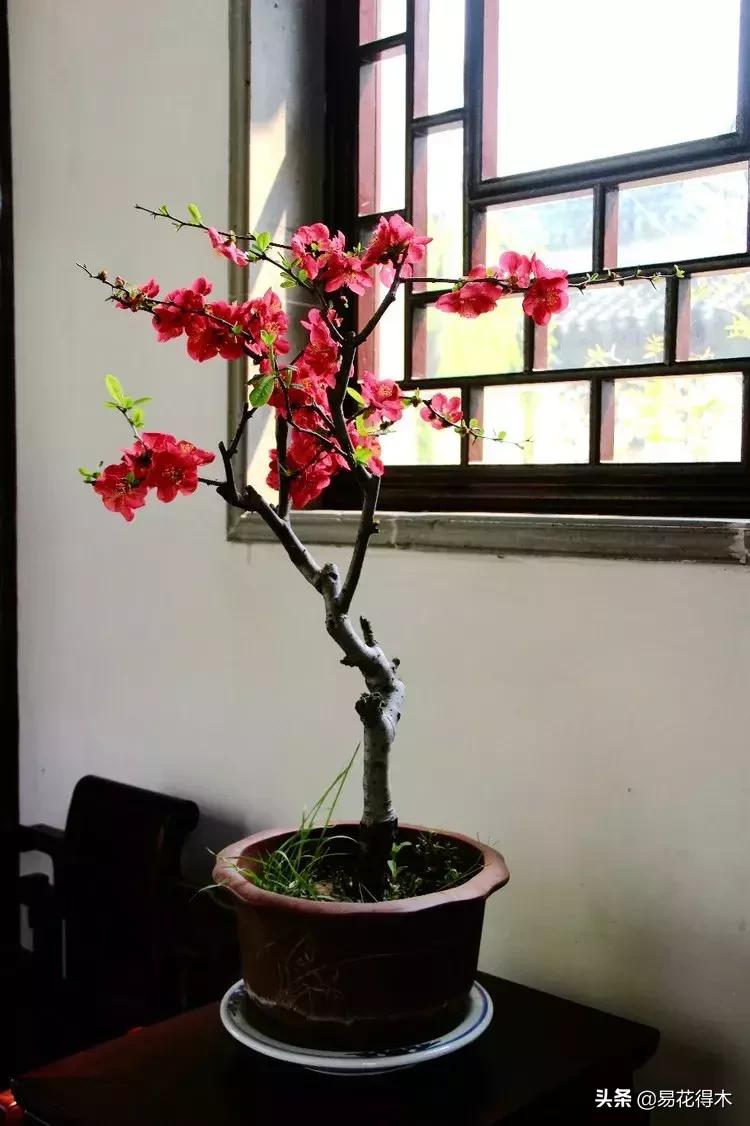 盆栽小黑飞虫怎么治,盆栽有小飞虫怎么处理