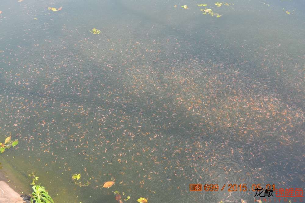 锦鲤苗成长,日本锦鲤水花苗成长