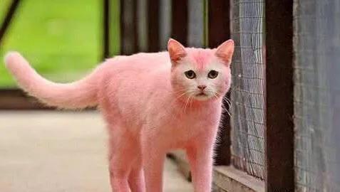 宠物美容中的常见问题及解决方法,宠物美容基础染色注意事项