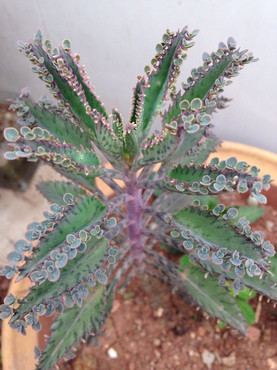 农村瓦片上长的多肉,农村多肉随便养