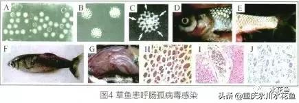 鱼出血病的防与治,鱼类出血性疾病