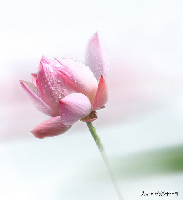 教你怎么拍出漂亮的荷花,摄影如何拍出荷花的感觉