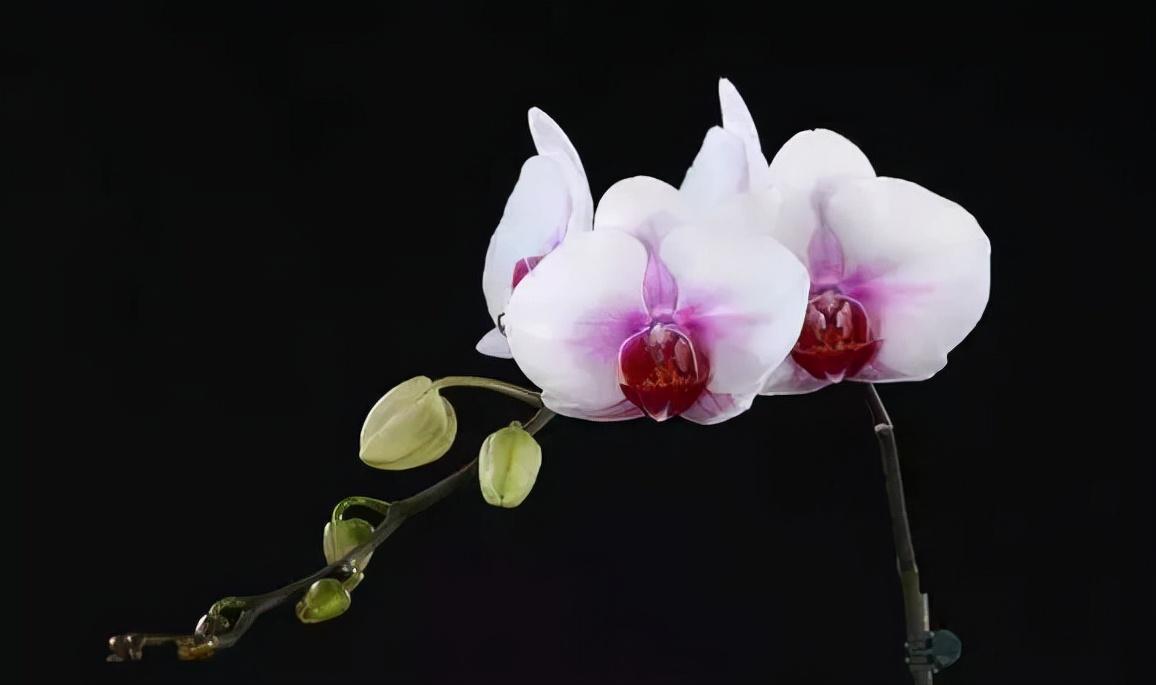 鍏拌姳绉嶇被鍥鹃壌,鐪嬭姦澶磋鲸鍏拌姳绉嶇被