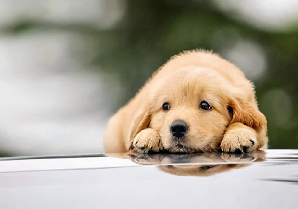 为什么狗狗吐完就食欲大增,狗狗呕吐后怎么进食