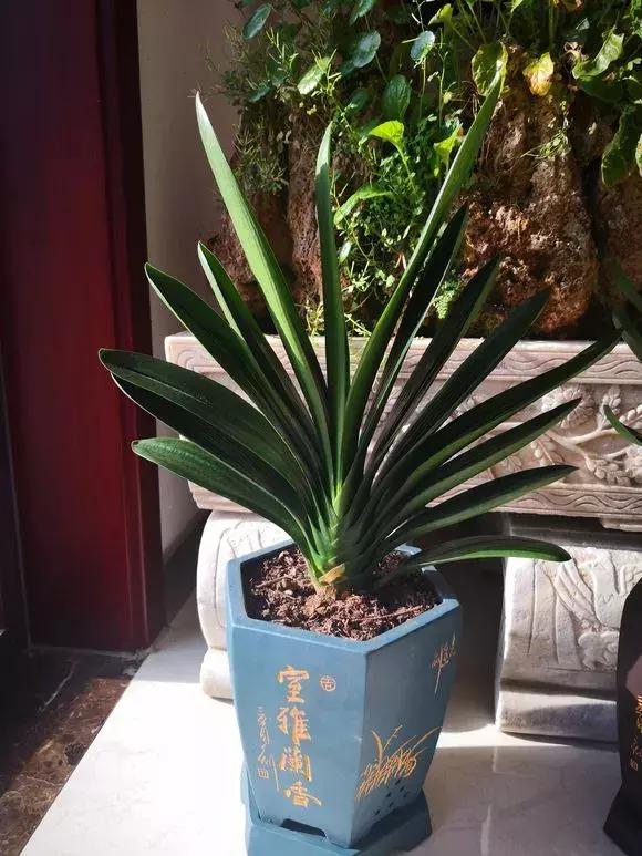 这6种花给点水就爆盆懒人必备,六种花千万别养