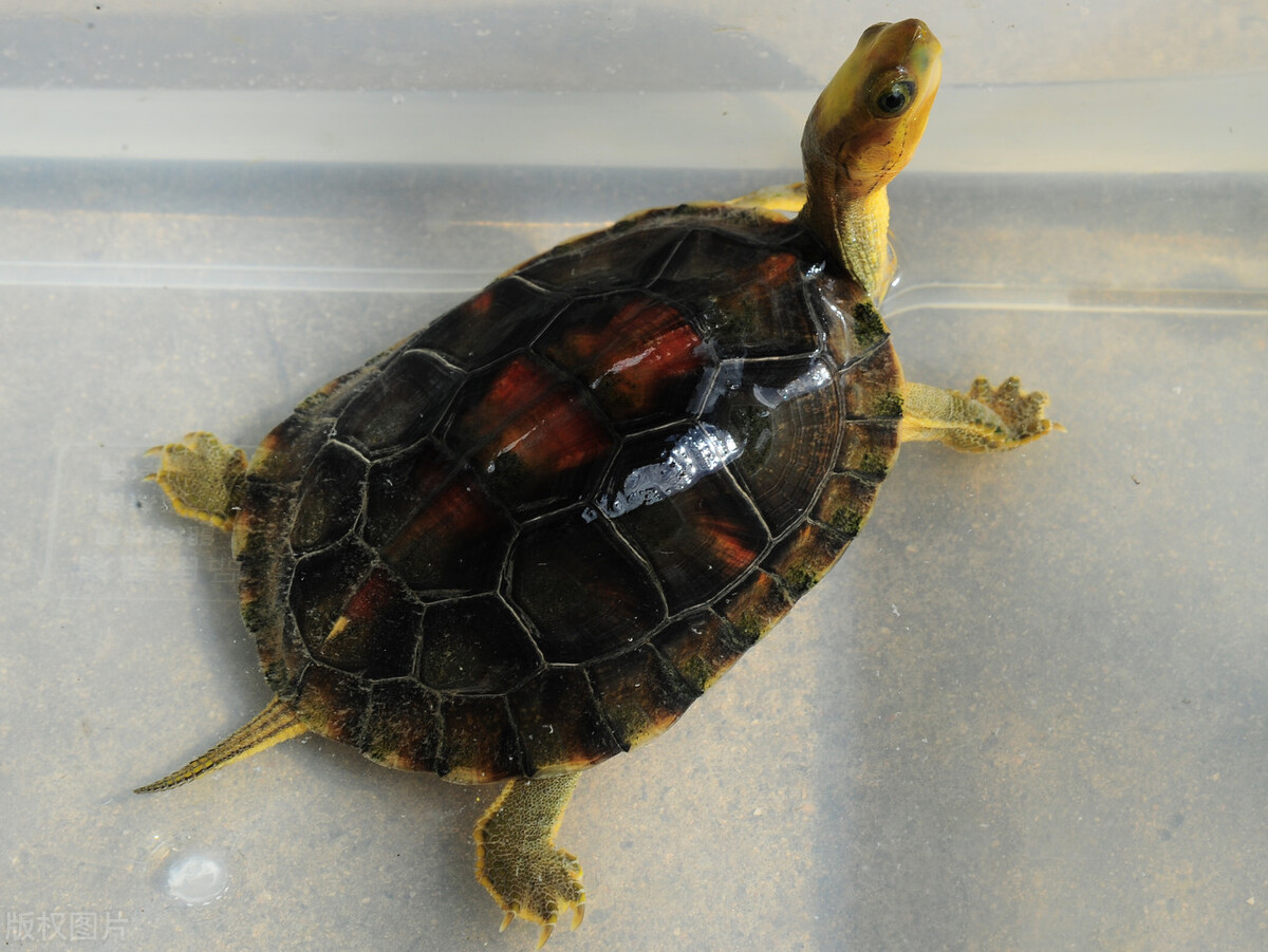 黄缘龟和红腿陆龟能一起养吗,黄缘龟是陆龟还是水龟日常怎样养