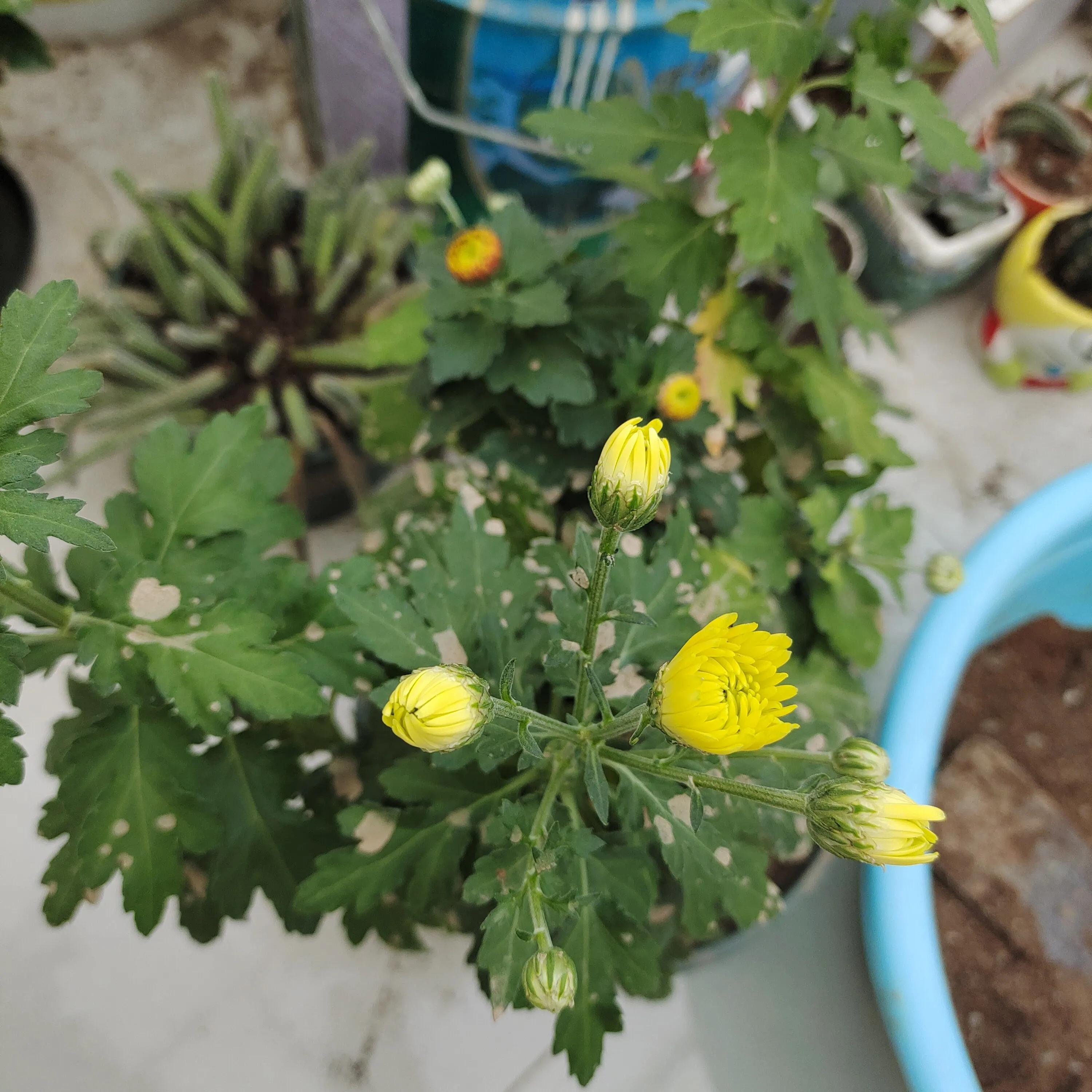菊花苗怎样种植成活率高,拼多多上买的菊花种子是真的