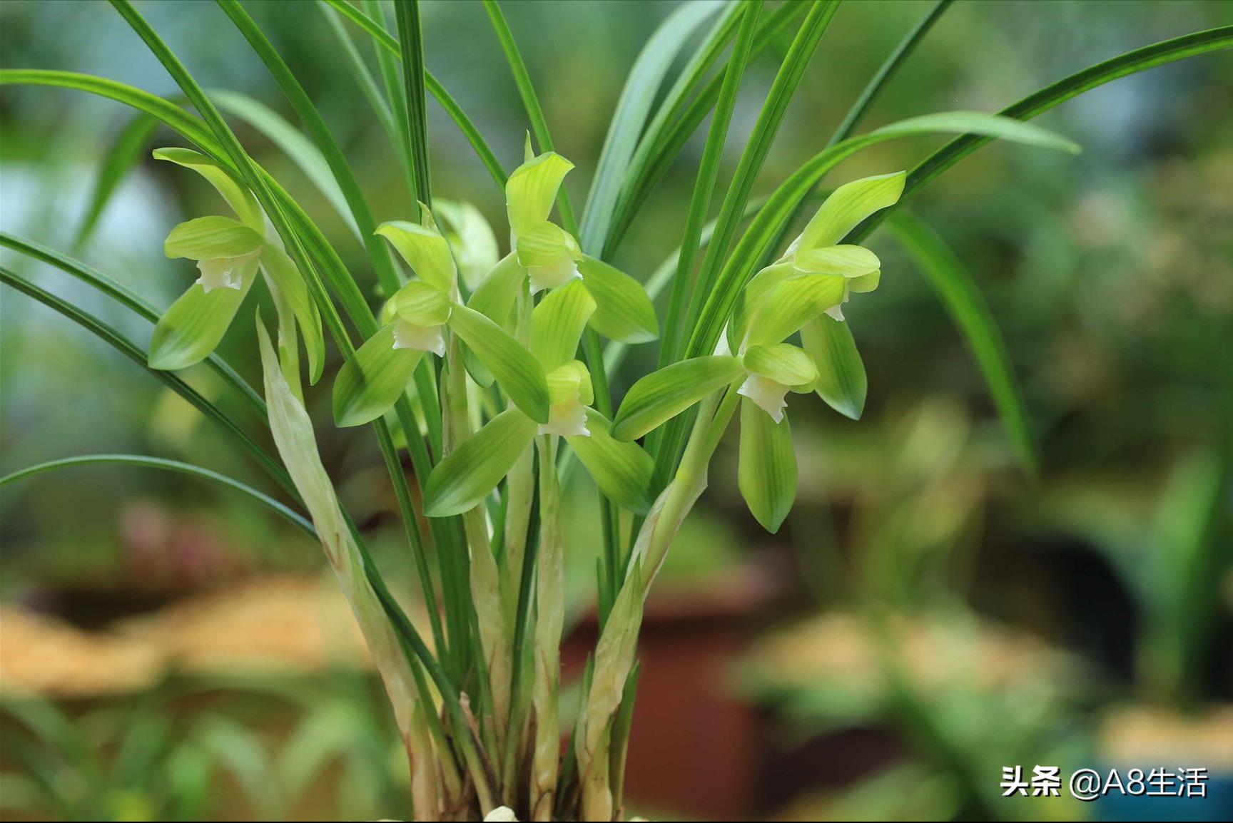 春兰张荷素兰花介绍,每日一品中国兰花春兰