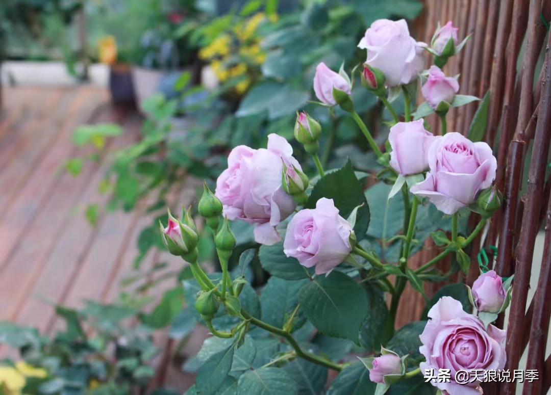 如何打造四季开花的花园,如何打造四季都有花的花园